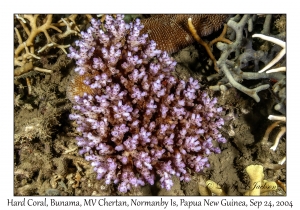Hard Coral