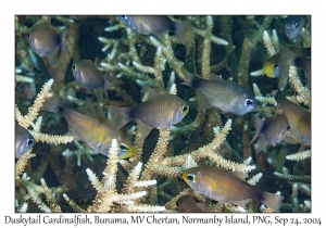 Duskytail Cardinalfish