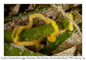 Ceylon Gymnodoris eggs