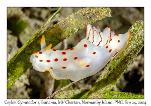Ceylon Gymnodoris