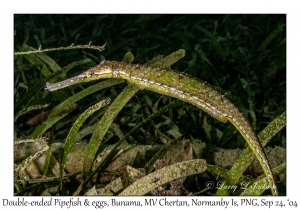 Double-ended Pipefish & eggs
