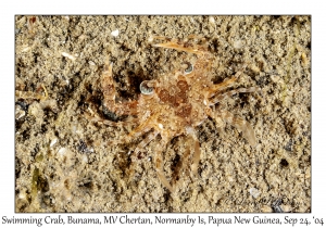 Swimming Crab