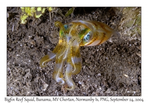 Bigfin Reef Squid