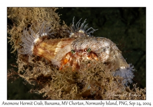 Anemone Hermit Crab