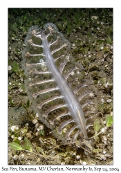 Sea Pen