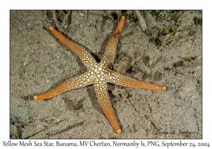 Yellow Mesh Sea Star