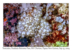 Tunicate