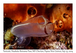 Tunicate