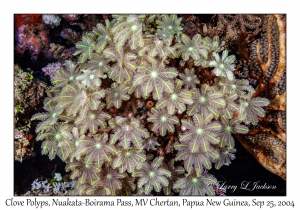 Clove Polyps