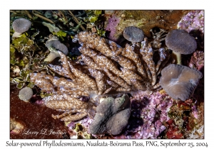 2 Solar-powered Phyllodesmium