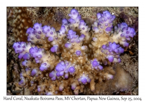 Hard Coral