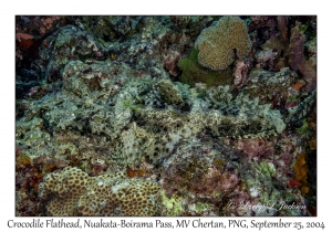 Crocodile Flathead