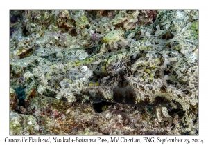 Crocodile Flathead