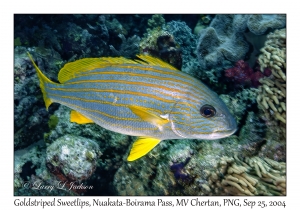 Goldstriped Sweetlips