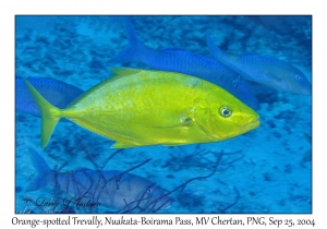 Orange-spotted Trevally & Goldsaddle Goatfish