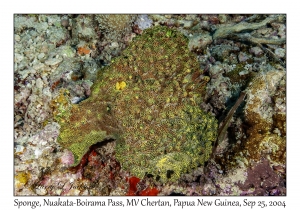 Sponge