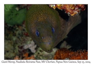 Giant Moray