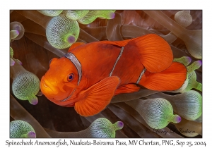 Spinecheek Anemonefish