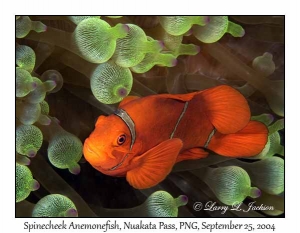 Spinecheek Anemonefish female in Bubble-tip Sea Anemone