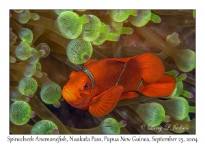 Spinecheek Anemonefish in Bubble-tip Sea Anemone