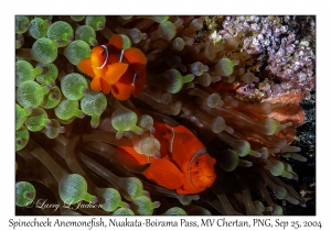 Spinecheek Anemonefish