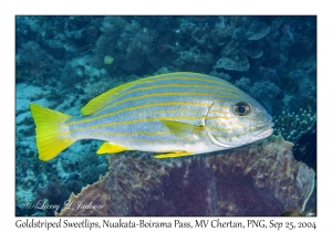 Goldstriped Sweetlips