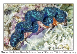 Maxima Giant Clam