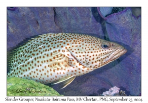 Slender Grouper