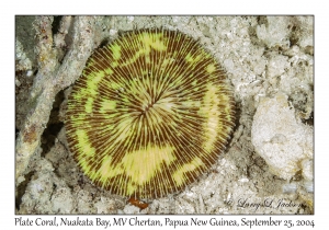Plate Coral