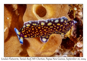 Linda's Flatworm