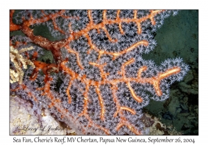 Sea Fan