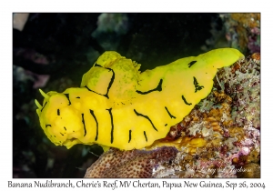 Banana Nudibranch
