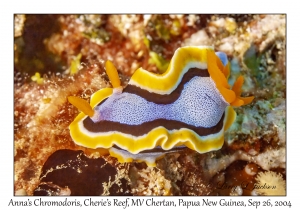 Anna's Chromodoris