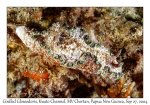 Girdled Glossodoris
