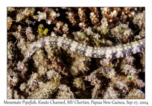 Messmate Pipefish