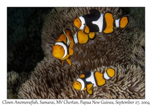 Clown Anemonefish