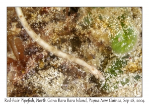 Red-hair Pipefish