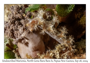 Undescribed Marionia