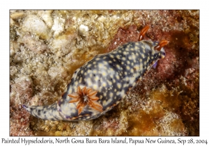 Painted Hypselodoris