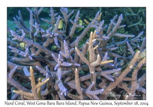 Hard Coral