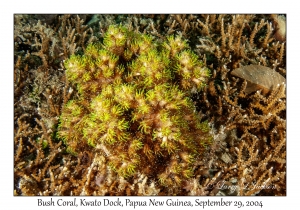 Bush Coral