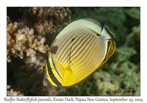 Redfin Butterflyfish juvenile