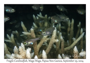 Fragile Cardinalfish