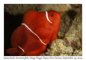 Spinecheek Anemonefish