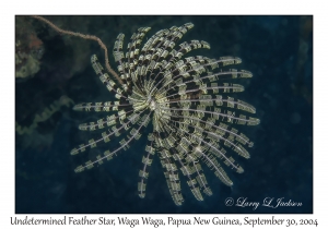 Undetermined Feather Star