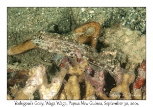 Yoshigoui's Goby