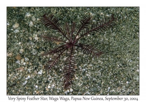 Very Spiny Feather Star