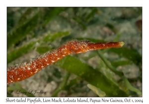 Short-tailed Pipefish