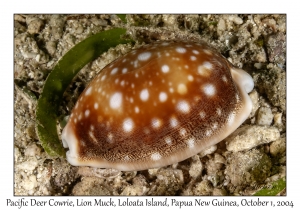 Pacific Deer Cowrie
