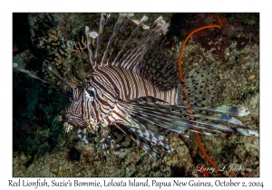 Red Lionfish